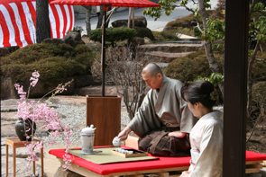 桜の龍宮城で見る夢